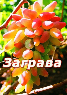 Сорт винограда \"Заграва\" - сезон 2020 # Grape variety \"Zagrava\" - YouTube