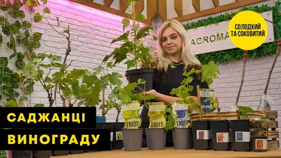 Виноград \"Низина\" купить 〛по выгодной цене в Киеве и Украине | Фото | Отзывы