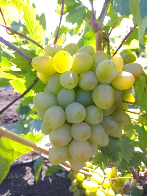 Сорт винограда \"Василиса\" - сезон 2020 # Grape variety \"Vasilisa\" - season  2020 - YouTube