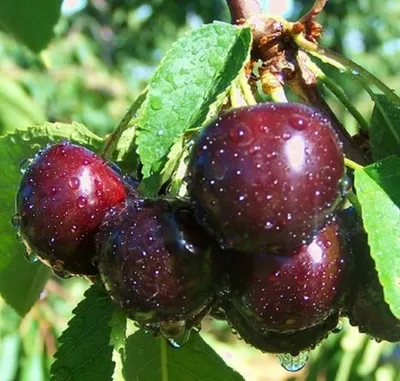 Prunus cerasus 'Chornokorka', Вишня 'Чернокорка' | landshaft.info