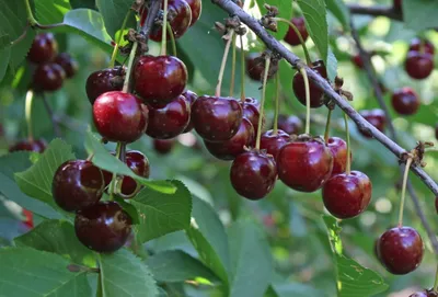 Вишня \"Гриот Белорусский\" (Prunus cerasus \"Griot Belarusian\") - Питомник и  Садовый центр Русские Деревья