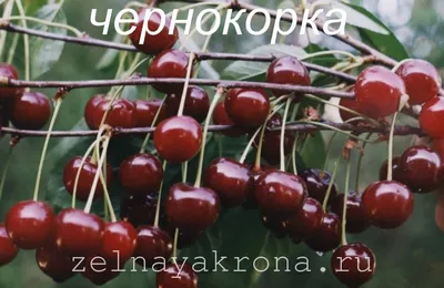 Вишня \"Эрди Ботермо\" (средний сорт): продажа, цена в Черновцах. Семена,  саженцы и рассада плодово-ягодных культур от \"JivoSad\" - 1209620650