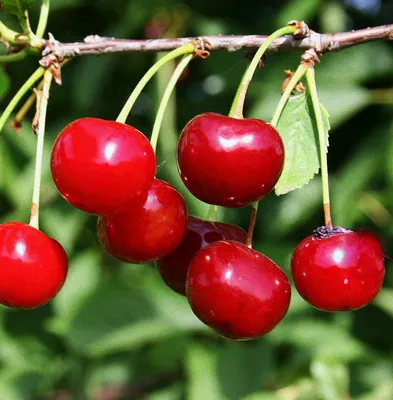 Prunus cerasus 'Podbelyskaya', Вишня 'Подбельськая' | landshaft.info