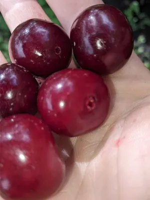 Купить саженцы вишни побельской в Крыму - Наш Сад