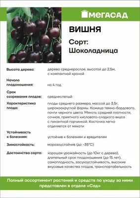 Вишня Шоколадница купить во Владимире в питомнике Мосино с доставкой