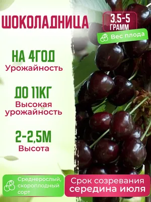 Вишня Шоколадница – купить саженцы вишни в питомнике в Москве и Подмосковье