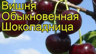 Вишня \"Шоколадница\" ✓ купить саженцы в питомнике в Москве, Туле, Белгороде