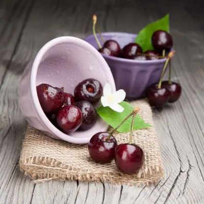 Вишня Шоколадница 2020 bn - Купить саженцы вишни в СПБ и Лен. обл. на  выгодных условиях в садовом центре
