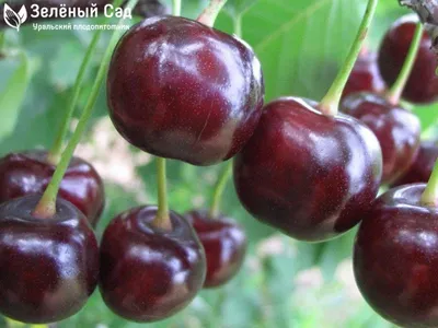 Саженцы вишни Шпанка купить в Москве по цене от 580 до 22500 руб. -  питомник растений Элитный Сад
