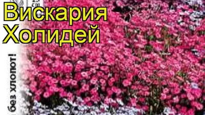 🌸 Вискария, гилия, пиретрум, энотера, вязель, эшшольция, иберис. Знакомые  названия? ⠀⠀⠀⠀⠀⠀⠀⠀ Все эти красивейшие цветы из-за своей… | Instagram