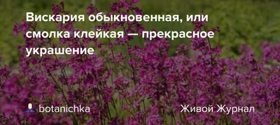 Вискария Агрофирма Аэлита Вискария - купить по выгодным ценам в  интернет-магазине OZON (839273868)