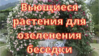 10 лучших быстрорастущих вьющихся цветов для забора, арок и шпалер на даче  (30 фото) | Дизайн участка (Огород.ru)