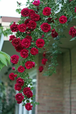 Вьющиеся розы в саду фото фотографии