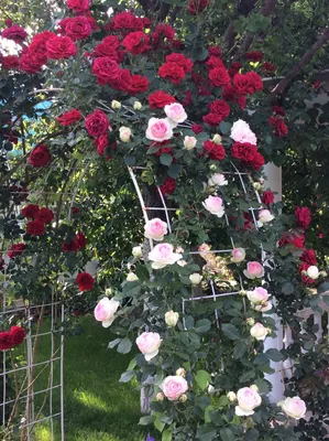 Пин от пользователя Elena Troianskaia на доске ДОМ, ДВОР, САД | Вьющиеся  розы, Сад роз, Розы