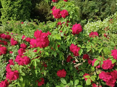 Strawberry Hill | Вьющиеся розы, Сад роз, Идеи для садового дизайна