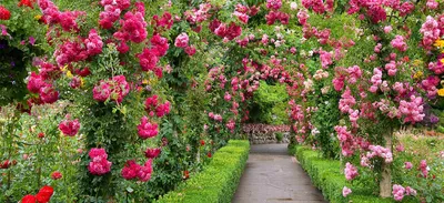 Вертикальное озеленение и плетистая роза | Цветы