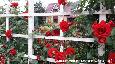 Цветы для сада: выбираем плетистые розы - Бізнес новини Кременчука