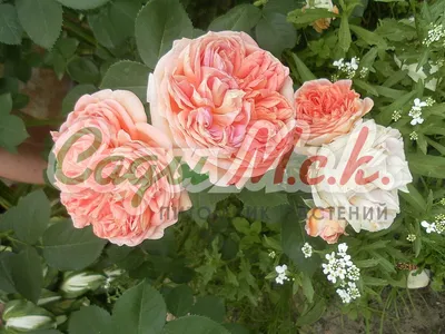 Плетистая роза в саду - 75 фото