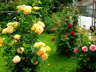 Водопад плетистых роз | Статьи для садоводов