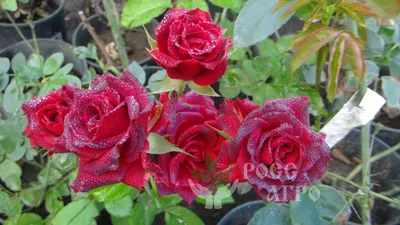 Купить саженцы плетистых роз в питомнике Долина роз