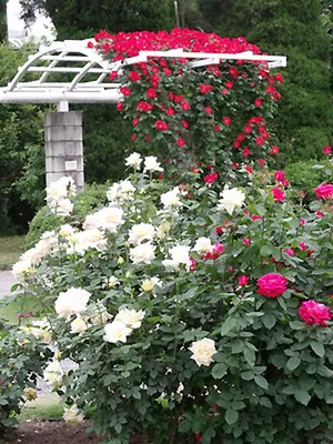Розовые розы в саду - 57 фото