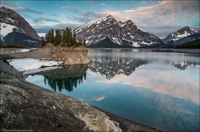 Владимир Медведев: животное на фото