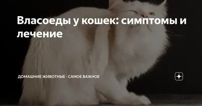 Власоеды у кошки: коллекция изображений кошек