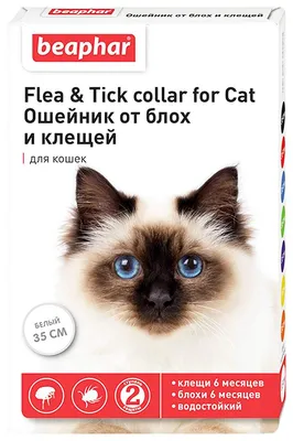 Власоеды у кошки: фото в формате png для использования в дизайне