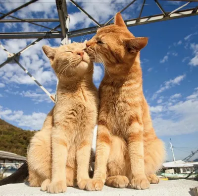 Влюбленные кошки на фото: загрузите изображения в хорошем качестве