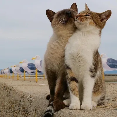 Влюбленные кошки на фото: сохраните красивые картинки