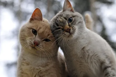 Фотографии влюбленных кошек: наслаждайтесь прекрасными снимками