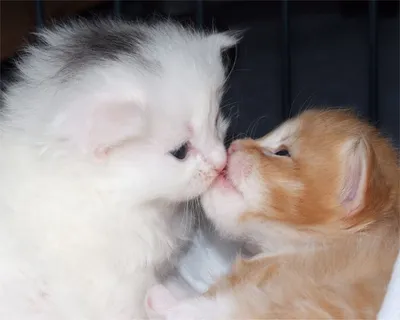 Фотографии влюбленных кошек: png, jpg, webp - скачивайте бесплатно