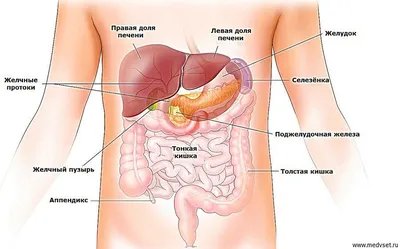 Ннутренние органы человека: картинки брюшной полости | Заболевания, Человек,  Диета при язве