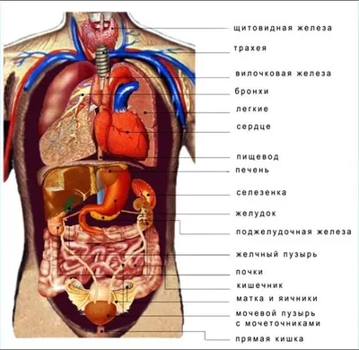 Анатомия человека. Строение и расположение внутренних органов человека.  Органы грудной клетки, брюшной полости, о… | Учащиеся медучилища, Анатомия  человека, Человек