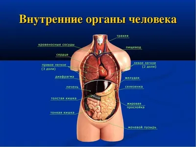 Яндекс Картинки: поиск сайтов с изображением