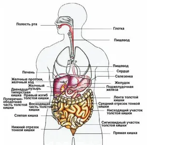 Строение организма человека — урок. Окружающий мир, 3 класс.