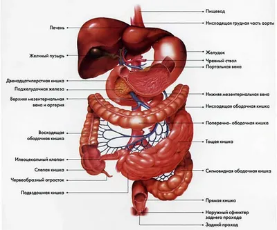 Картинки внутренних органов (49 фото) » Юмор, позитив и много смешных  картинок