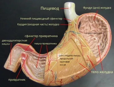 Картинки внутренние органы человека для детей - 15 фото