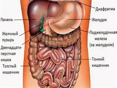 Картинки внутренних органов (49 фото) » Юмор, позитив и много смешных  картинок