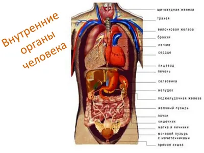 Человек Скелета И Внутренних Органов — стоковые фотографии и другие картинки  Анатомия - Анатомия, Без людей, Биология - iStock