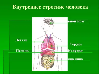 Части тела на английском языке | English Prime