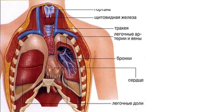 Как Расположены Внутренние Органы? Анатомия Человека + Картинки | Анатомия,  Человек, Анатомия йоги