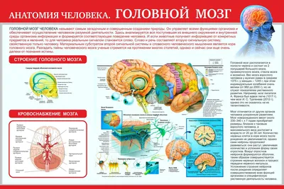 Как Расположены Внутренние Органы? Анатомия Человека + Картинки | Человек,  Анатомия человека, Учащиеся медучилища