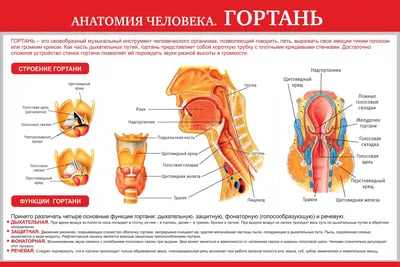 Анатомия человека фото - origins.org.ua