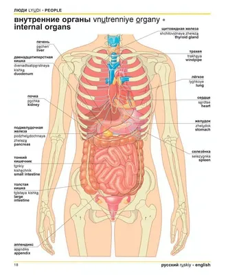Картинки внутренности человека по окружающему миру (67 фото) » Картинки и  статусы про окружающий мир вокруг