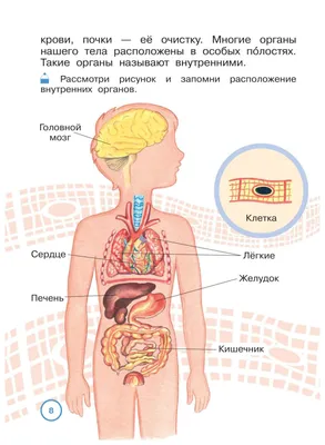 Анатомия Человека \"Расположение внутренних органов в картинках\"