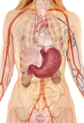 Картинки с органами человека для учеников 4 класса