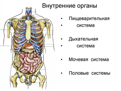 Картинки с органами человека для учеников 4 класса