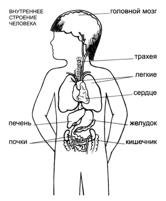 Органы человека картинки для детей - 47 фото