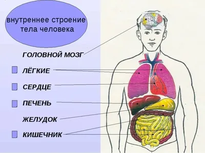 Желудок человека — Википедия